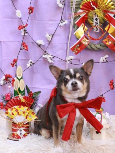 20230114メルくん